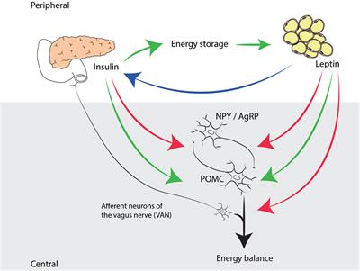 Comparative Physiology of Energy Metabolism: Fishing for Endocrine Signals in the Early Vertebrate Pool